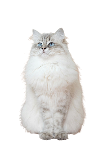 ragdoll