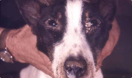 Dog Symptoms