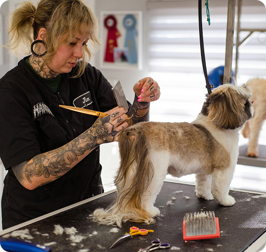 Grooming Image