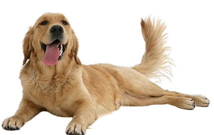 Wagging Tail