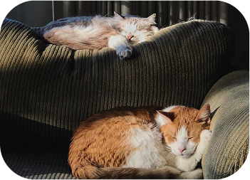 Cat 1