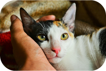 Cat 2